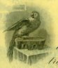 Parrot.jpg
