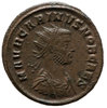 carinus.jpg