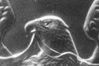 Eagle Eye B&W.jpg