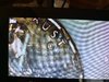 7AAD0C7D-3487-4E27-8153-6D19C57523FC.jpeg