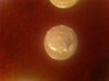 dime1.jpg