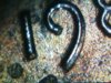 Snapshot_20110730_2.JPG