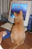 iFOUNDNEMO_edited-1.jpg