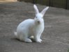White%u00252BRabbit.jpg