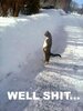 cat shit.jpg