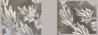 LeafComparison.jpeg