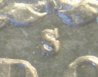 1879-S Morgan Dollar Pcgs MS-64 9-10 MINT MARK #1.jpg