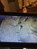 79AD4066-7FFC-43F8-B1B9-86AEFC21294C.jpeg