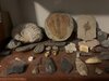 Fossil Shelf 1.jpg