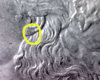 VAM J on bottom of ear.jpg