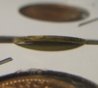 World_coins 019.jpg