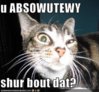 funny-pictures-cat-does-not-believe.jpg