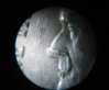 1955 D nickel error close-up.jpg
