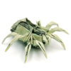 Two_Dollar_Spider_by_orudorumagi11.jpg