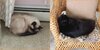 Cats.jpg