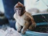 Galen practiced on Barbary Apes.jpg