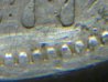 1877-S Seated Half 7 below 77.jpg