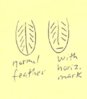 feathers.jpeg