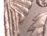 tail feather crop.JPG