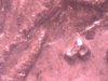 nickel tiny p 1.jpg
