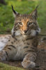 220px-Lynx_lynx_poing.jpg