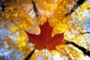 canada_fall_colour_gatineau_park.jpg