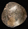 S 2022 CLBC 2022 Latin Schyphate OBV.jpg