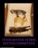 funny-pictures-itteh-bitteh-tetris-kitteh-committeh.jpg