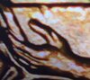 Double Thumb1-2009-D Lincoln Cent Rev-IMG_2050.jpg