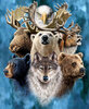 alaska_wildlife.jpg