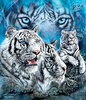 whitetigers_12.jpg