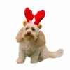 reigndog2.jpg