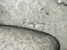1889-P MD 12-21 chin clash.jpg