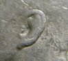 1983-D KD DD ear ear CU.jpg