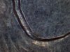1996 p qtr bot_opt.jpg