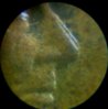 1909 MD 003.jpg
