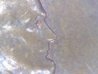 1964 d double face neck2.jpg