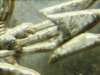85-O Pcgs arrows 2 Vam.jpg