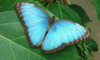 morpho.jpg