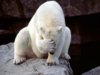 polar bear face palm.jpg