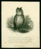 Excelsior Owl.jpg