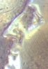 Obverse Mouth.jpg