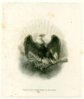 Continental eagle.jpg