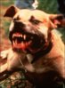 pit-bull.jpg