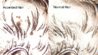 1964_50c_PR_AccHair-NormalHair.JPG