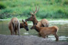 elk-family-500.jpg