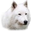 white wolf.jpg
