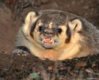 Badger.jpg