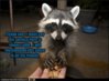 raccoon.jpg