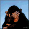Laughing_Chimp_ATT00050.gif